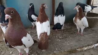 kanty Kash Khal lalkhal kalay khal guldar pigeon goldan khal