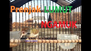 Download Lagu Prenjak Lumut Nembak Ngamuk gacor the sound of bir... MP3 Gratis