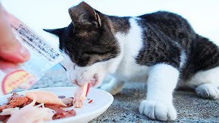 孤立して空腹で鳴き叫んでいる猫ちゃんにご飯をあげたらおいしそうに食べた さくらねこへの給餌