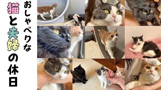 おしゃべりな猫と夫婦の休日の過ごし方【長編】533話