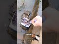 man rescues cat stuck above river u0026 wins her heart ❤️🐾