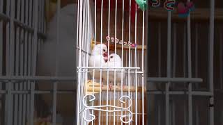 【文鳥】#shorts  #仲良し  #文鳥       甘え上手は才能なんだなぁ