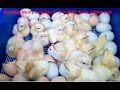 Comment gérer les poussins à la sortie de la couveuse