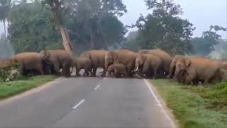 Elephant came in tayalur mulbagal taluk karnataka