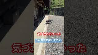 お昼寝中のわんこにどこまで近づけるか