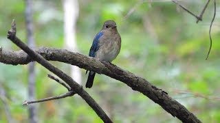 河口湖フィールドセンターのオオルリ（雄・幼鳥）その１００（4K60P動画）