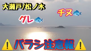 松ノ木でフカセ釣り、【磯グレ：磯チヌ】、大瀬戸Ryusei、マジカグレ