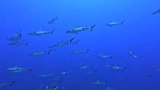 Fakarava wall of shark dive