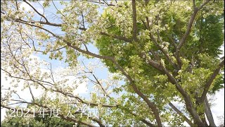 2021年4月 江戸川大学 入学式