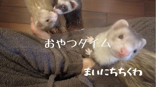 おやつタイム【放し飼いフェレットの日常】『まいにちちくわ』