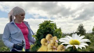 ДЕРЕВЕНЬКА НАША/НОВЫЕ ЖИЛЬЦЫ В ХОЗЯЙСТВЕ/БОРЬБА С СОРНЯКАМИ/ЛЕГКИЙ СУП/ГОСТИ на ТРОИЦУ/СУХОЙ ПРУД