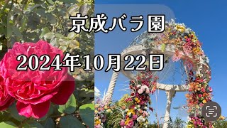 秋の京成バラ園に行ってきました 2024/10/22