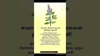 சுவாச பிரச்சனை உள்ளவர்களுக்கு துளசி அருமருந்து ஆகும் #shorts #பயனுள்ளகுறிப்புகள் #ஷார்ட்ஸ்