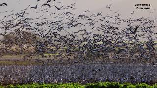 עגורים לפנות ערב באגמון החולה - Cranes at the Hula Valley