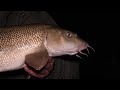 Barbel Fishing Rob Young's Favourite Barbel and Chub Rig