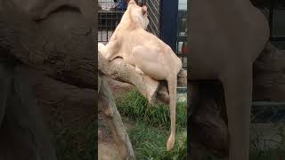 深夏🌞㊼ホワイトライオン・白獅子・リズムちゃん・沖縄こどもの国・・・White_Lion・Okinawa Zoo \u0026 Museum(20230819)