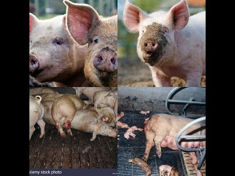 Wafugaji Wa Nguruwe Yafahamu Mambo Ambayo Hutakiwi Kuyafanya