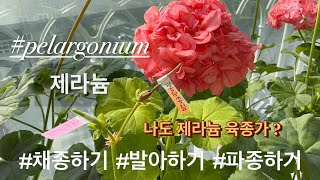 [제라늄정원] 제라늄 씨앗 채종하기 / 물발아하기 / 파종하기 #pelargonium 제라늄변종 만들기 함께 해요. #geranium