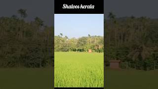 ഇപ്പൊ ഇതാ trending 🤪🤪 നമ്മടെ പല്ലാര💚💚 🏞️🏞️#shalooskerala