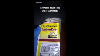 Activating Yeast Cells Under Microscope