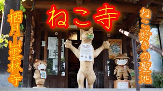 【萩市】ねこ寺　雲林寺 猫好きさんは絶対にお参りしたくなる　猫だらけ！！