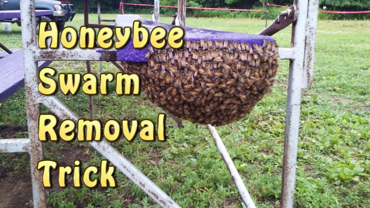 Honey Bee Nest Removal