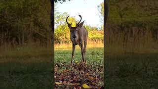 Relaxing Nature Videos [10 HRS- NO AD BREAKS] Cat \u0026 Dog TV | Autumn Deer, Buck 🦌🍂