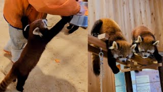 【もっとリンゴが欲しいと　しがみつくレッサーパンダの　かのこ】～Nishiyama Zoo red pandas～