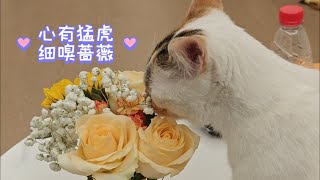 【糖豆】心有猛虎，细嗅蔷薇