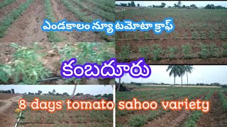 ఎండకాలంలో టమోటా తోట/summer new tomato crop/new tomato crop/kotha tomato @Anantapurtomatomarketrates