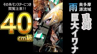 尺イワナ乱舞、さらに！雨後の確変【奥多摩源流域】