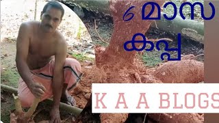 ഒരു ആറുമാസ #കപ്പ #വിളവെടുപ്പ് അപാരത #Tapioca #Harvesting November 29, 2020 @KAABLOGS