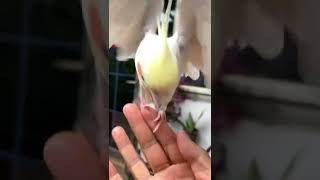 This cockatiel's anger at me exploded instantly!