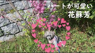 ピンクのお花のハナズオウ💗　ハート型の葉　Chinese redbud　heart