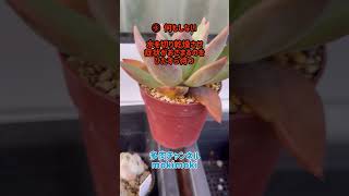 【おうち多肉】ジュレそう！？やばい子見つけた時の対応 #succulent #サキュレント #多肉植物 #エケベリア #mokimoki