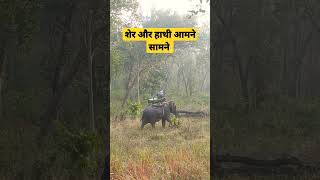 Tiger vs Elephant | Kanha National Park