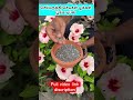 செம்பருத்தி செடிகள் பூக்கள் பூக்க டிப்ஸ் hybiscus plant tips ❤️🌺❤️🌺🌺🌺🌺