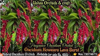 Oncidium Howeara Lava Burst