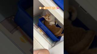 雞腿的怪癖？🐈 #cat  #catvideos  #catlover  #kitten #cute  #喵星人  #貓咪日常  #貓咪的迷惑行為  #橘貓 #雞腿  #貓