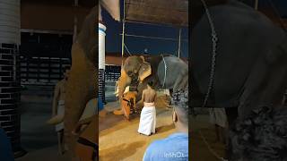 ചൈത്രം അച്ചു 🐘 Chiathram Achu #elephant #chiathramachu #sreepoornathrayeesa