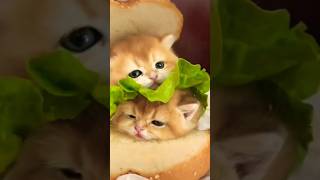 Cute kitten hamburger 🍔 #ගොඩාක් අහිංසක හැම්බර්ගර් එකක් 😽 #cute  colours #shortvedio #viral