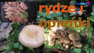 rydze i opieńki