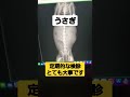 堺市 うさぎ病院 ミニレッキス 検診は定期的にすることが大事 shorts