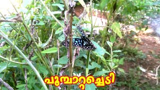 പൂമ്പാറ്റ ചെടി | Butterfly plant #കൊച്ചുപൂമ്പാറ്റ #പൂമ്പാറ്റ #butterfly #shorts