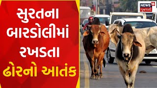 Surat News : સુરતના બારડોલીમાં રખડતા ઢોરનો આતંક  | Stray Cattle |  Gujarati Samachar