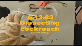 Dissecting cockroach| General Biology 2| STEM 11 Gauss