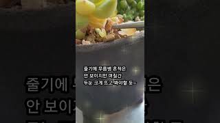 다육식물 키우는 팁-무름병