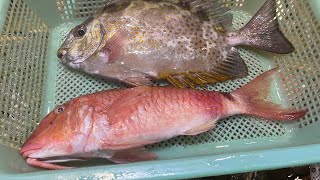 20FEB今日有乜魚🤩加左魚名比大家-（前1分鐘）牛頭角市政,青衣市政街市雄記,超級多魚😍~fishcutting香港海鮮~社長遊街市Seafood