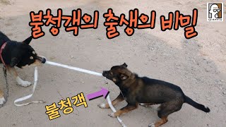 불청객의 출생의 비밀(반전주의)