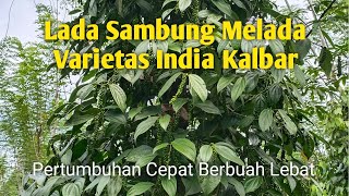 Varietas Lada India Kalbar || Lada Sambung Melada